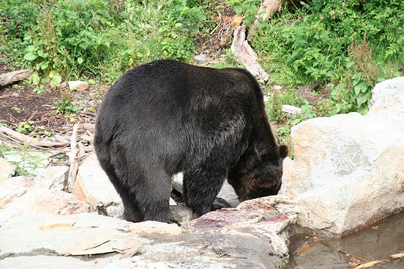Bär auf Grouse Mountain.jpg